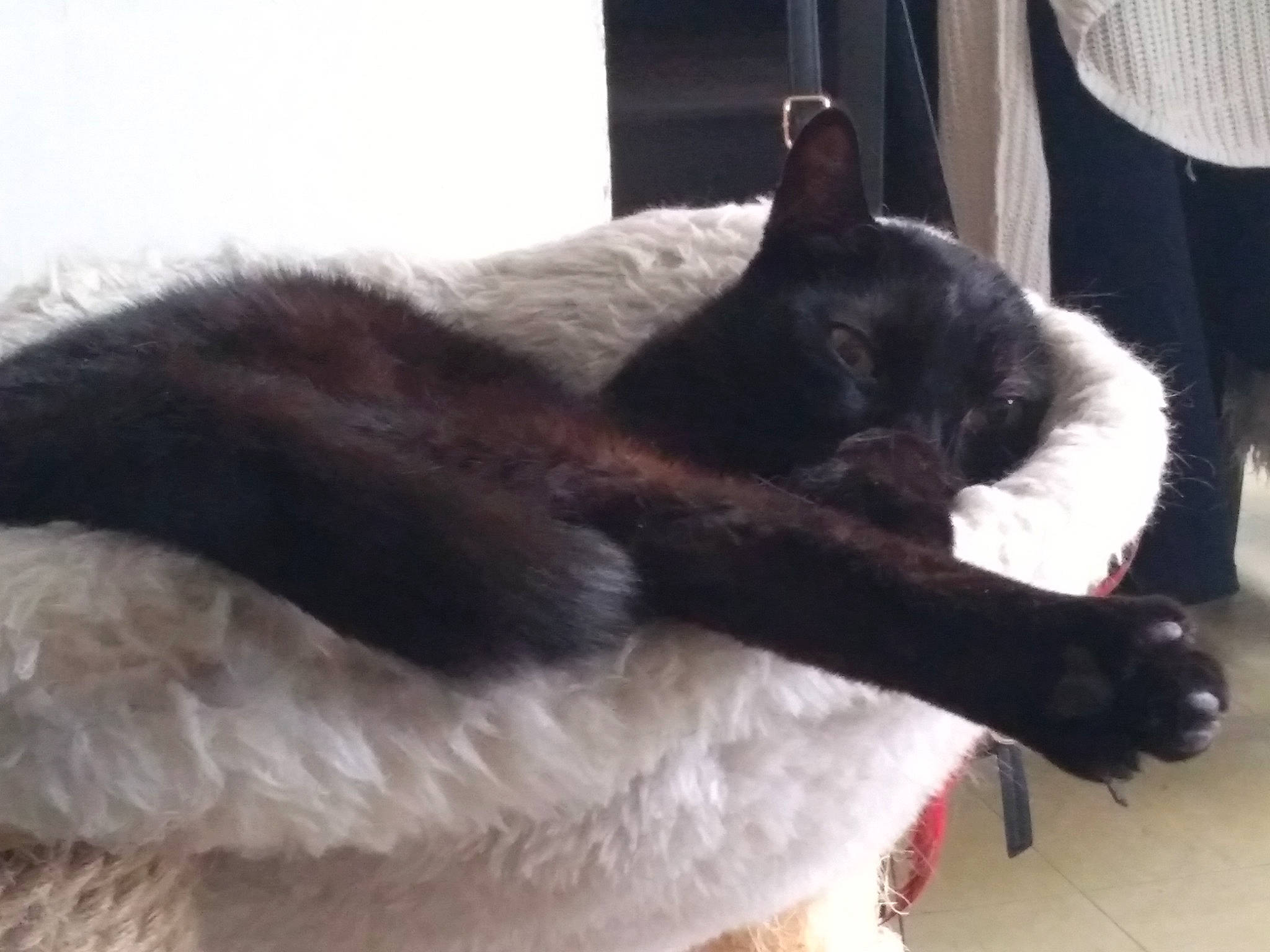 Jun participe au concours pour gagner de l'argent avec cette photo : black_cat, canidae, carnivore, cat, cat_supply, claw, comfort, curtain, dog_breed, domestic_short_haired_cat, felidae, fur, grey, nap, paw, small_to_medium_sized_cats, snout, tail, terrestrial_animal, whiskers