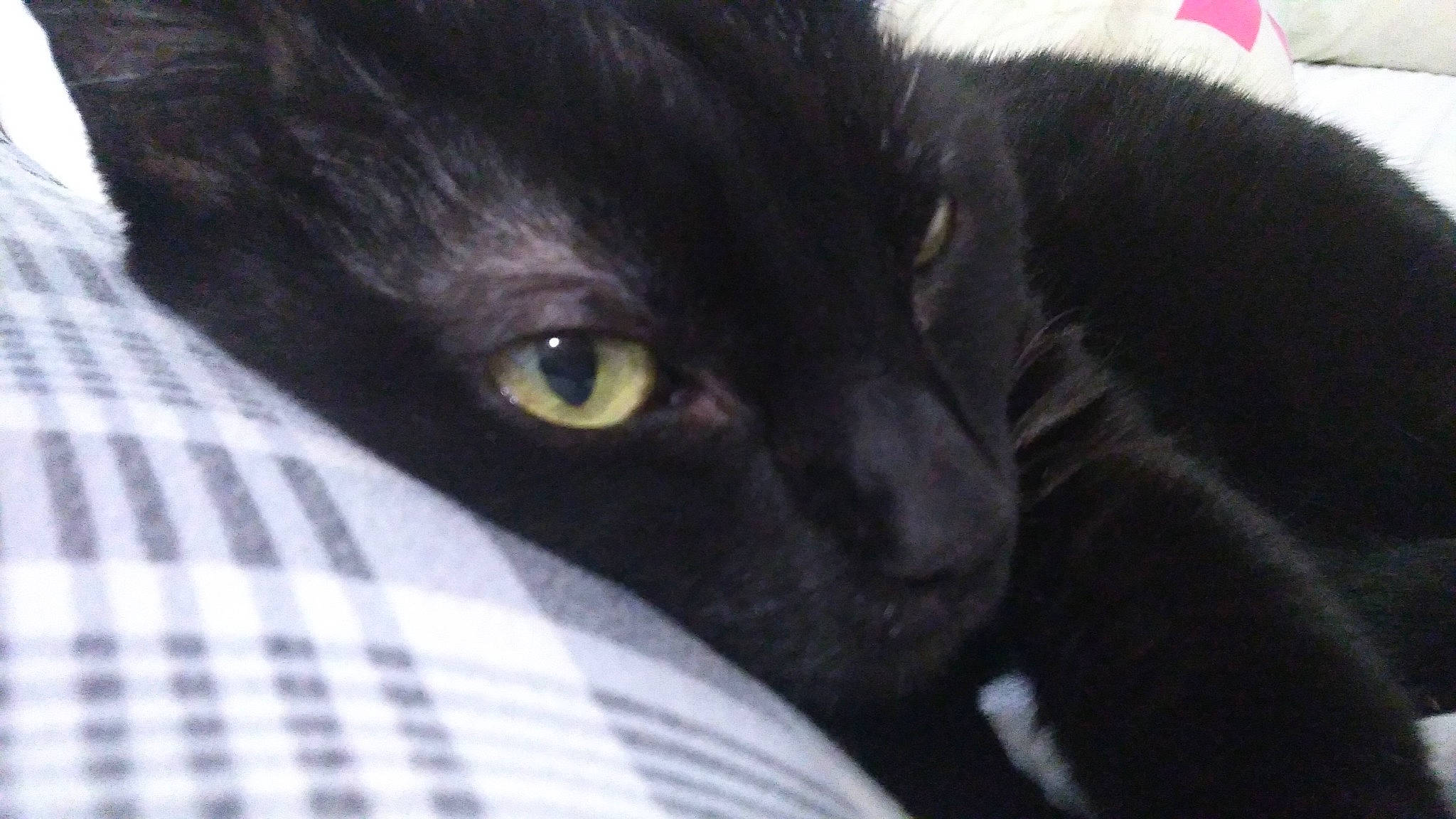 Jun a rejoint le concours — aidez-le/la à gagner de superbes lots ! black_cat, bombay, carnivore, cat, comfort, domestic_short_haired_cat, eye, felidae, fur, pattern, plaid, small_to_medium_sized_cats, snout, tartan, terrestrial_animal, whiskers