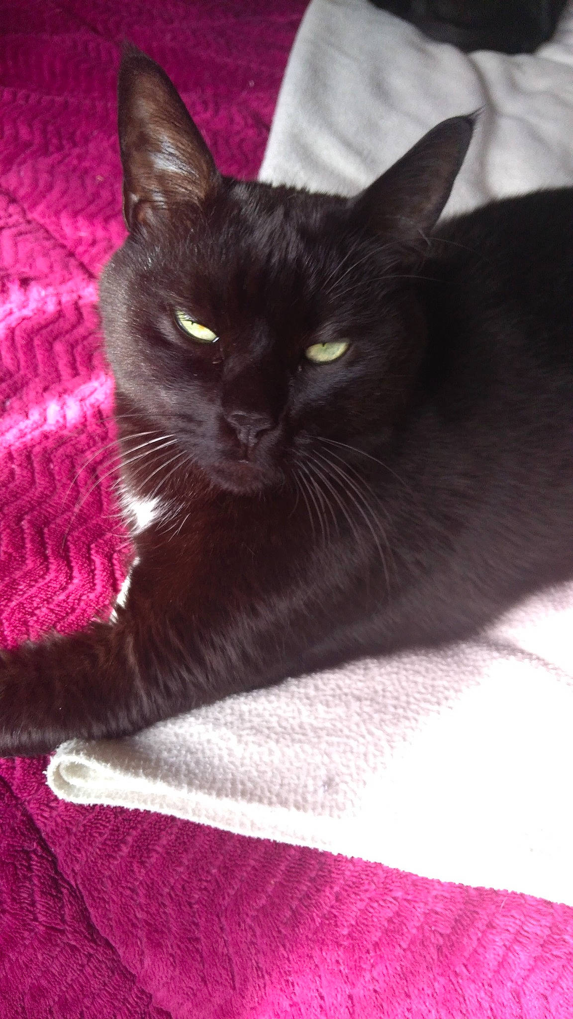 Natsu participe au concours pour gagner de l'argent avec cette photo : black_cat, carnivore, cat, cat_supply, claw, comfort, domestic_short_haired_cat, felidae, fur, grey, linens, magenta, pattern, paw, pet_supply, small_to_medium_sized_cats, snout, tail, whiskers, woven_fabric