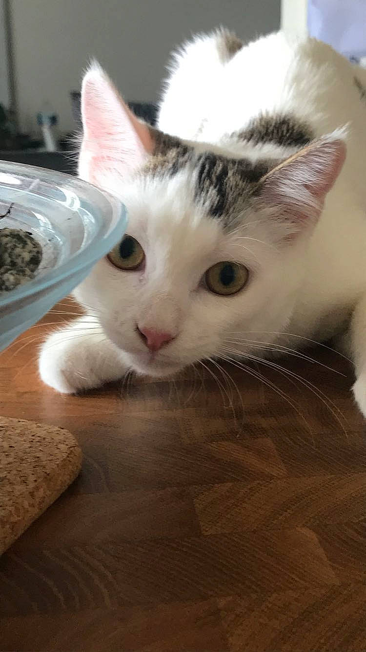 Loona participe au concours pour gagner de l'argent avec cette photo : bowl, carnivore, cat, comfort, cup, domestic_short_haired_cat, eye, felidae, fur, hardwood, head, paw, plate, serveware, small_to_medium_sized_cats, snout, tableware, tail, whiskers, wood