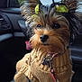 animal, bow, car_interior, closeup, clothing, collar, companion, cute, dog, ears, fur, leash, pet, portrait, seat, small_dog, sweater, tag, window, yorkshire_terrier