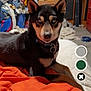 Marvel is registered to the contest to win money with this photo: dog, blue_eyes, black_fur, orange_blanket, bed, collar, indoor, cluttered_room, laundry, furniture, home, pet, animal, resting, looking_at_camera, ears_up, floor, blanket, household_items, casual