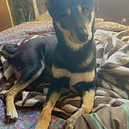 Marvel is registered to the contest to win money with this photo: dog, bed, blanket, indoor, pet, animal, fur, ears, paw, resting, cute, cozy, patterned, sleepy, canine, home, comfort, laying, fur_color, domestic