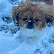 Chloe joined the competition — help win amazing prizes! dog, snow, outdoor, fluffy, small_dog, pet, winter, fur, animal, cute, ears, face, cold, nature, walking, snowy_ground, canine, winter_climate, looking, adorable