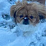 dog, snow, outdoor, fluffy, small_dog, pet, winter, fur, animal, cute, ears, face, cold, nature, walking, snowy_ground, canine, winter_climate, looking, adorable