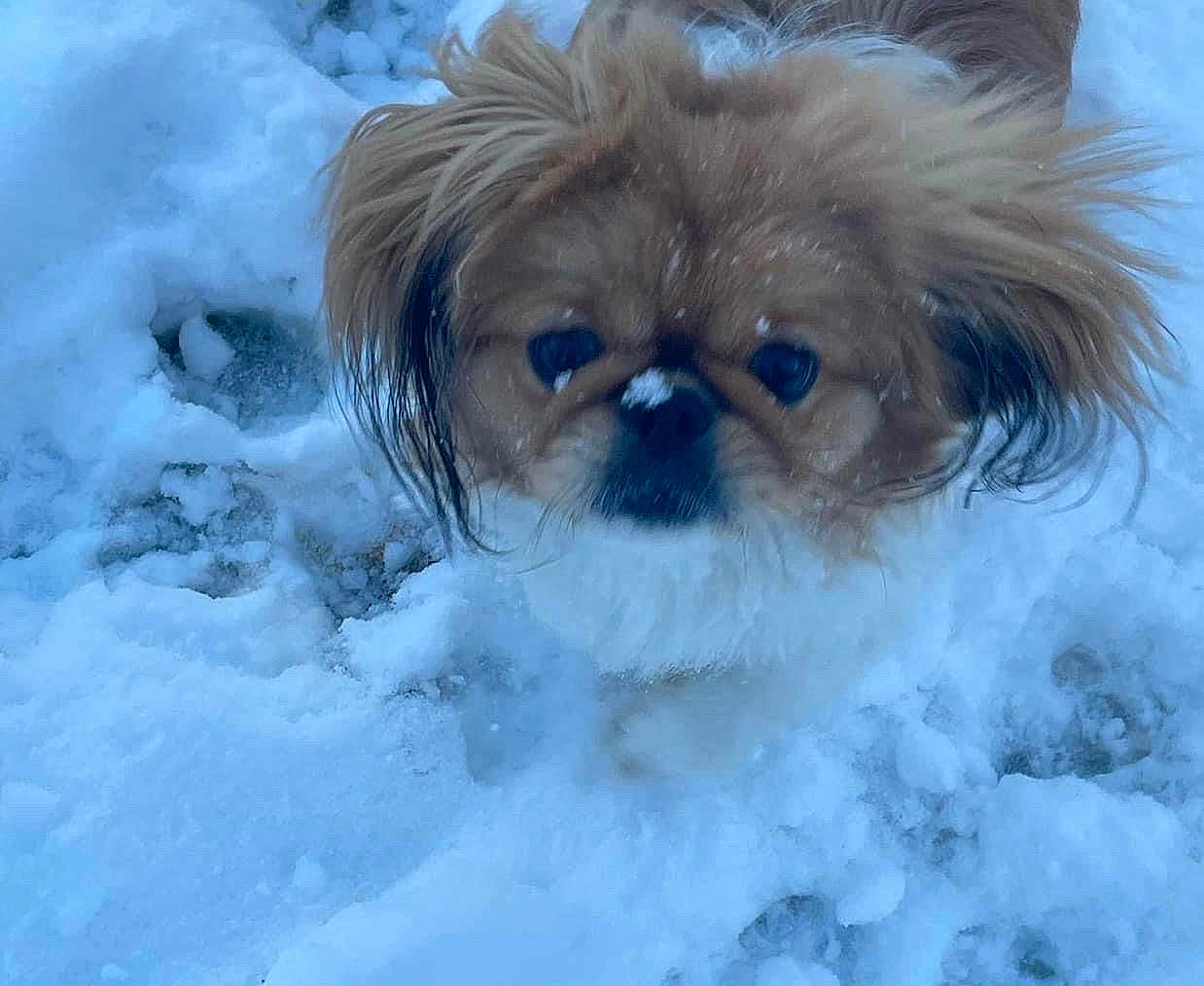 Chloe joined the competition — help win amazing prizes! dog, snow, outdoor, fluffy, small_dog, pet, winter, fur, animal, cute, ears, face, cold, nature, walking, snowy_ground, canine, winter_climate, looking, adorable