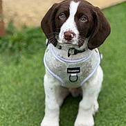 Ozzie is registered to the contest to win money with this photo: adorable, animal, brown_and_white, canine, collar, cute, dog, ears, fur, grass, greenery, harness, nose, outdoor, pet, portrait, puppy, sitting, whiskers, young