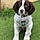 Ozzie