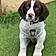 Ozzie
