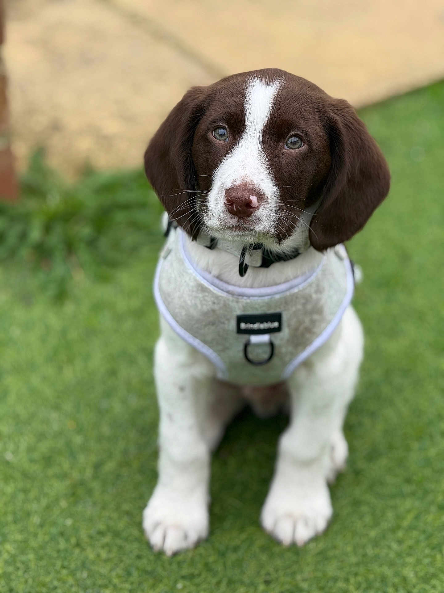 Ozzie is registered to the contest to win money with this photo: adorable, animal, brown_and_white, canine, collar, cute, dog, ears, fur, grass, greenery, harness, nose, outdoor, pet, portrait, puppy, sitting, whiskers, young