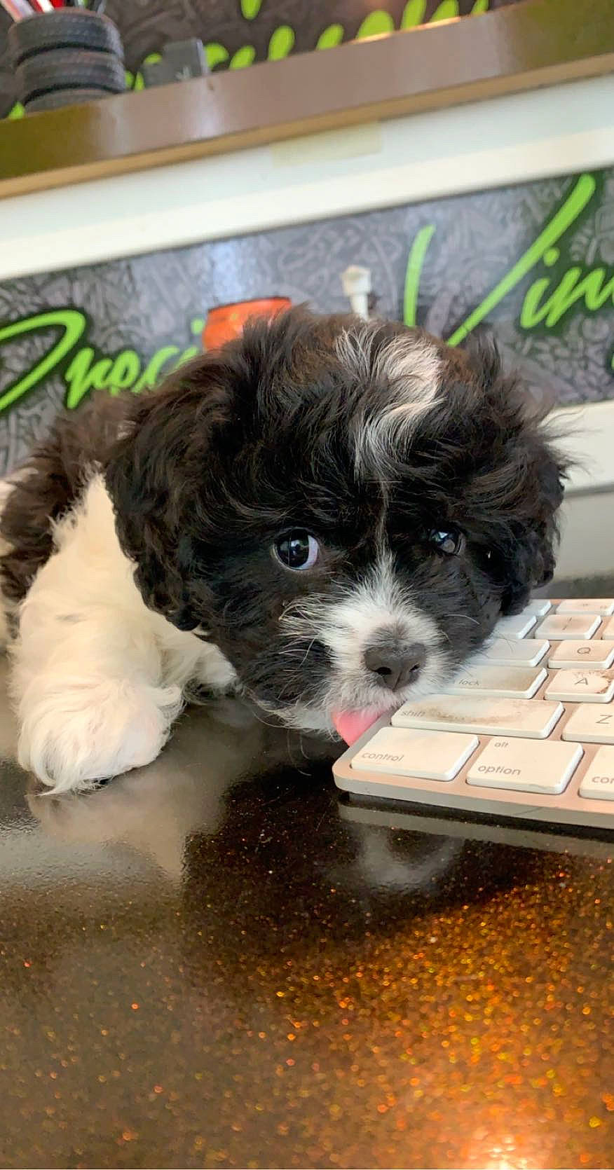 Bohdi joined the competition — help win amazing prizes! ball, carnivore, companion_dog, computer_keyboard, dog, dog_breed, fur, input_device, liver, office_equipment, paw, personal_computer, small_terrier, snout, spaniel, sporting_group, terrier, toy_dog, whiskers, working_animal