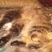 Sassy Mae joined the competition — help win amazing prizes! cat, cats, sleeping, snuggling, bedspread, fur, paws, cozy, indoor, pet, animal, resting, cute, tabby, fluffy, closeup, companion, relaxing, friendship, warm