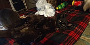 Beowolf Aka Wolfdawg is registered to the contest to win money with this photo: cat, black_cat, pet, indoor, blanket, plaid, plastic_bags, bottle, table, fur, whiskers, eyes, relaxing, animal, feline, clutter, domestic, resting, soft, cozy