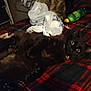 cat, black_cat, pet, indoor, blanket, plaid, plastic_bags, bottle, table, fur, whiskers, eyes, relaxing, animal, feline, clutter, domestic, resting, soft, cozy