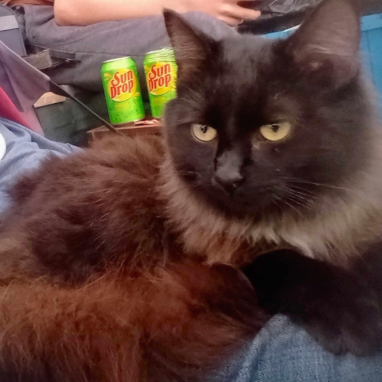 Beowolf Aka Wolfdawg joined the competition — help win amazing prizes! animal, background, beverage, black_cat, casual, cat, close_up, comfort, domestic, feline, fluffy, furry, green, indoor, lap, person, pet, relaxing, resting, soda_cans