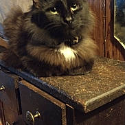 Beowolf Aka Wolfdawg is registered to the contest to win money with this photo: cat, feline, pet, animal, fur, fluffy, black_cat, brown_fur, white_patch, resting, dormitory, dresser, wooden_furniture, indoor, domestic, relaxed, eyes, ears, whiskers, collar