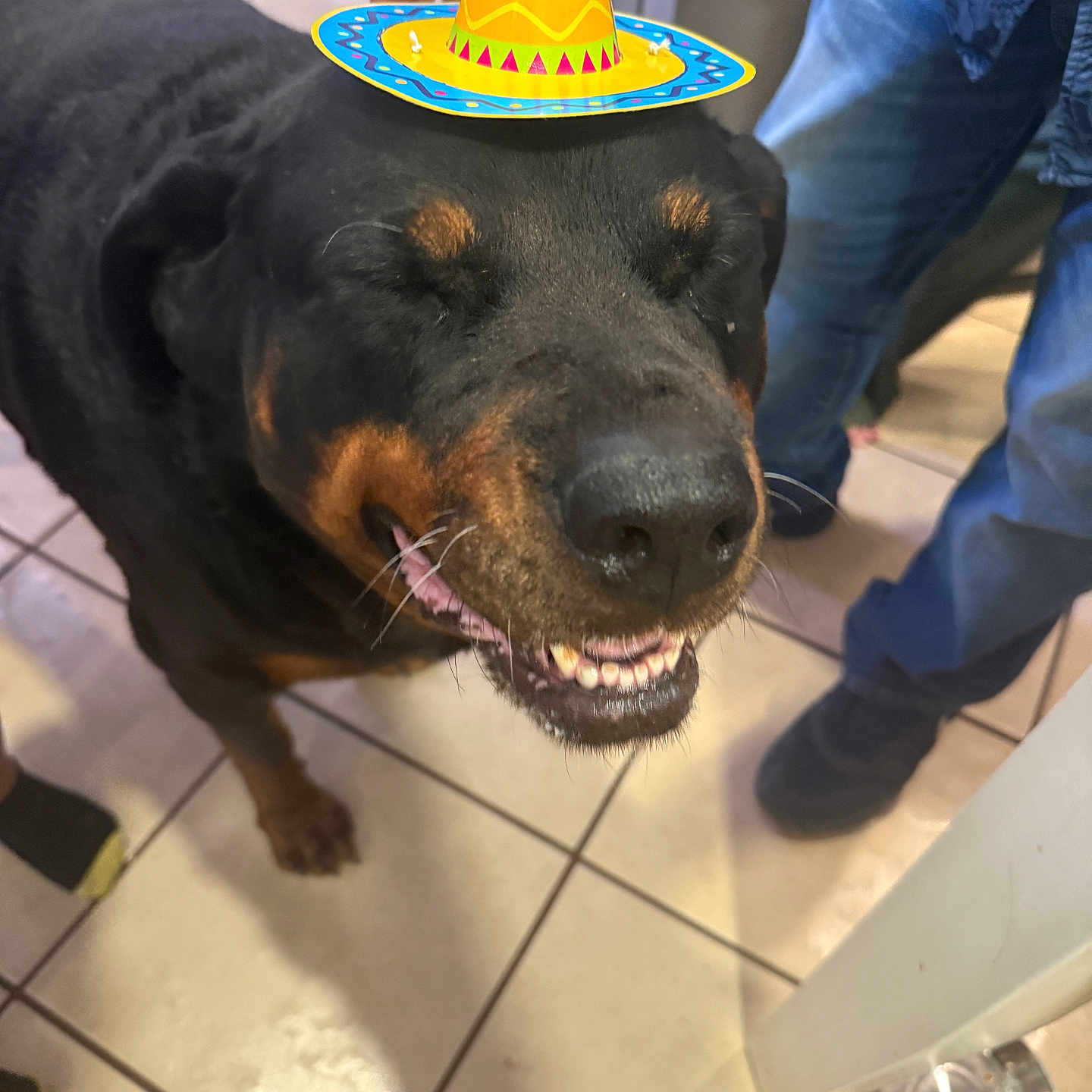 Daisy joined the competition — help win amazing prizes! animal, black_dog, brown_markings, canine, closed_eyes, dog, domestic_animal, floor, footwear, hand, happy, hat, indoor, jeans, people, pet, rottweiler, smiling, sombrero, tile_floor