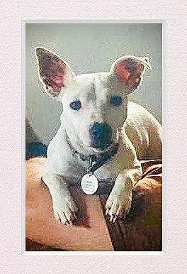 Dolly is registered to the contest to win money with this photo: art, canidae, carnivore, companion_dog, creative_arts, dog, dog_breed, fawn, font, non_sporting_group, pattern, photo_caption, toy_dog, working_animal