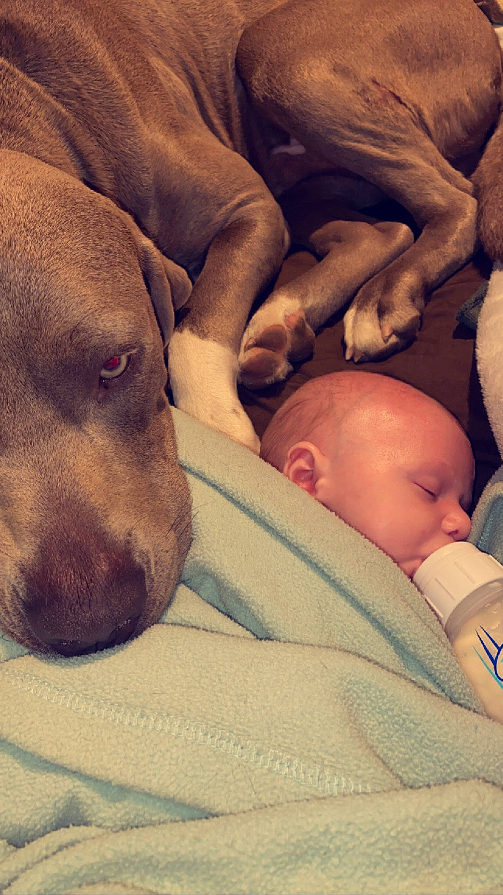 Cash is registered to the contest to win money with this photo: baby, baby_sleeping, bedtime, carnivore, comfort, companion_dog, dog, dog_breed, fawn, fur, gesture, linens, love, nose, person, skin, snout, toddler, whiskers, working_animal