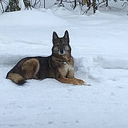 Hatchy a rejoint le concours — aidez-le/la à gagner de superbes lots ! animal, animal_portrait, canine, cold, daylight, dog, forest, fur, laying, mammal, nature, outdoor, peaceful, quiet, resting, scenic, snow, trees, winter, winter_climate