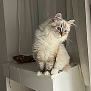 Akamaru participe au concours pour gagner de l'argent avec cette photo : cat, kitten, fluffy_cat, blue_eyes, whiskers, fur, paws, sitting, indoor, curtain, shelf, furniture, portrait, pet, domestic_animal, white_fur, gray_fur, soft_light, cute, curious