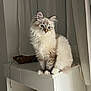 Akamaru participe au concours pour gagner de l'argent avec cette photo : cat, kitten, fluffy, long_hair_cat, white_cat, blue_eyes, sitting, paws, whiskers, fur, indoor, curtain, cabinet, furniture, portrait, pet, domestic_cat, close_up, cozy, curious