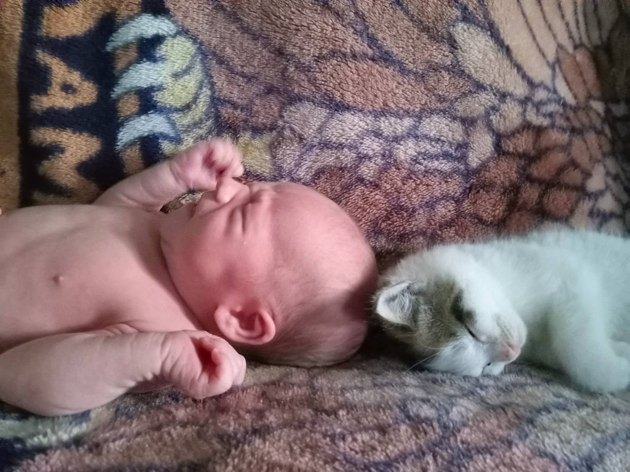 Tucker is registered to the contest to win money with this photo: baby, carnivore, cat, chest, comfort, companion_dog, domestic_short_haired_cat, fawn, felidae, flesh, fur, linens, nap, pattern, paw, person, small_to_medium_sized_cats, sunglasses, tail, textile