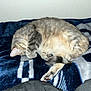 Chloe joined the competition — help win amazing prizes! cat, tabby, sleeping, curled_up, paw, blanket, indoor, cozy, pet, fur, resting, cute, animal, domestic_cat, blue, soft, quiet, relaxed, covering_face, feline