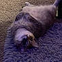 cat, upside_down, fluffy, purple_rug, carpet, indoor, pet, feline, relaxed, cute, whiskers, eyes, playful, cozy, fur, home, animal, resting, soft_texture, curious
