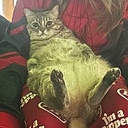 Chloe is registered to the contest to win money with this photo: cat, animal, pet, lap, clothing, red_pants, text_print, person, hand, fur, relaxed, indoor, home, sitting, cute, alert, striped, tabby, legs, cozy