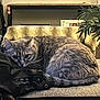 Chloe joined the competition — help win amazing prizes! cat, gray_tabby, feline, resting, couch, blanket, jacket, indoor, plant, furniture, cozy, pet, relaxed, fur, whiskers, tail, domestic, home, sitting, comfortable