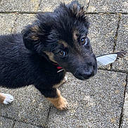 Uma participe au concours pour gagner de l'argent avec cette photo : puppy, dog, feather, outdoor, pavement, black_fur, tan_fur, cute, pet, young_dog, curious, animal, looking_up, ears, collar, fur_texture, small_puppy, sidewalk, nature, playful