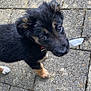 puppy, dog, feather, outdoor, pavement, black_fur, tan_fur, cute, pet, young_dog, curious, animal, looking_up, ears, collar, fur_texture, small_puppy, sidewalk, nature, playful