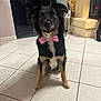 Uma participe au concours pour gagner de l'argent avec cette photo : dog, bow_tie, indoor, tile_floor, pet, black_fur, brown_fur, white_fur, sitting, cute, animal, house, fireplace, decor, curious, portrait, furry, ears, happy, companion