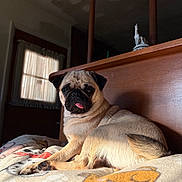 Makayla joined the competition — help win amazing prizes! animal, blanket, cozy, curtain, cute, dog, furniture, home, indoor, light, pet, portrait, pug, relaxed, resting, shadow, sunlight, tongue, window, wood