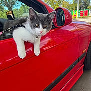 Eva joined the competition — help win amazing prizes! animal, bell, car, cat, collar, curious, daylight, feline, kitten, nature, outdoor, paw, pet, red_car, reflection, road, side_mirror, tree, vehicle, window