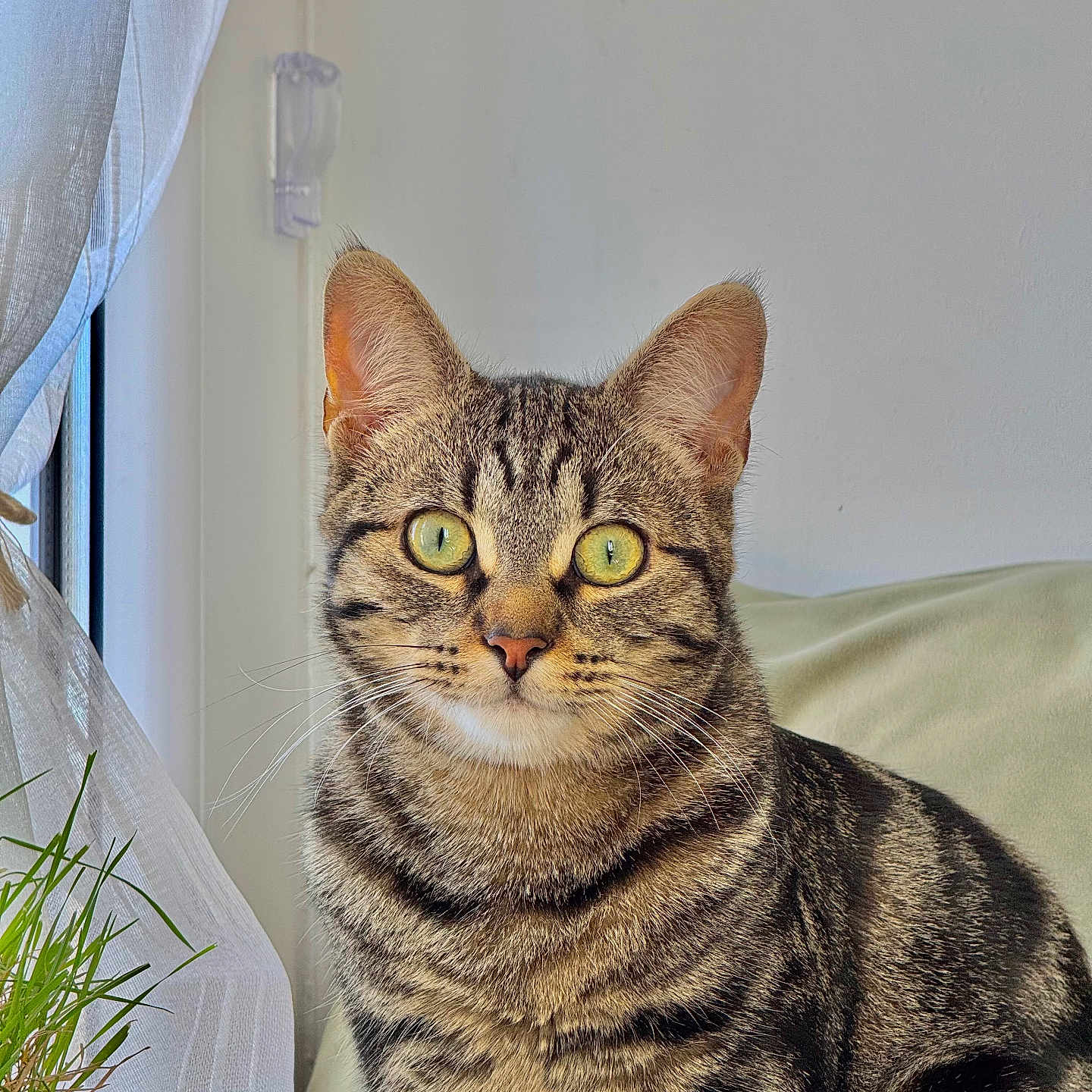 Oscar a rejoint le concours — aidez-le/la à gagner de superbes lots ! alert, animal, cat, close_up, curtains, cute, domestic, ears, face, feline, fur, green_eyes, indoor, pet, plant, sitting, striped, tabby, whiskers, window