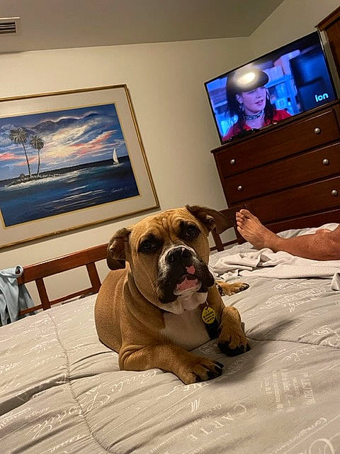 King is registered to the contest to win money with this photo: carnivore, comfort, companion_dog, couch, dog, dog_breed, fawn, floor, flooring, furniture, hardwood, house, linens, picture_frame, plant, room, snout, toy_dog, wood, wrinkle