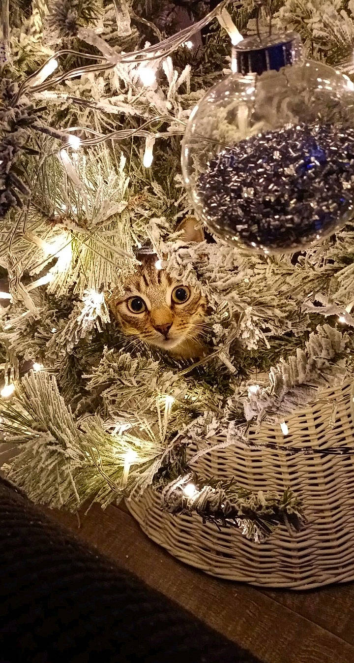 Nala joined the competition — help win amazing prizes! branch, christmas, christmas_decoration, christmas_ornament, christmas_tree, conifer, event, evergreen, fur, grass, holiday, holiday_ornament, larch, ornament, pattern, plant, twig, whiskers, wood, woody_plant