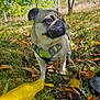 dog, pug, outdoor, forest, autumn, leaves, grass, toy, harness, pet, animal, nature, sunlight, daytime, canine, mammal, play, walking, closeup, cute