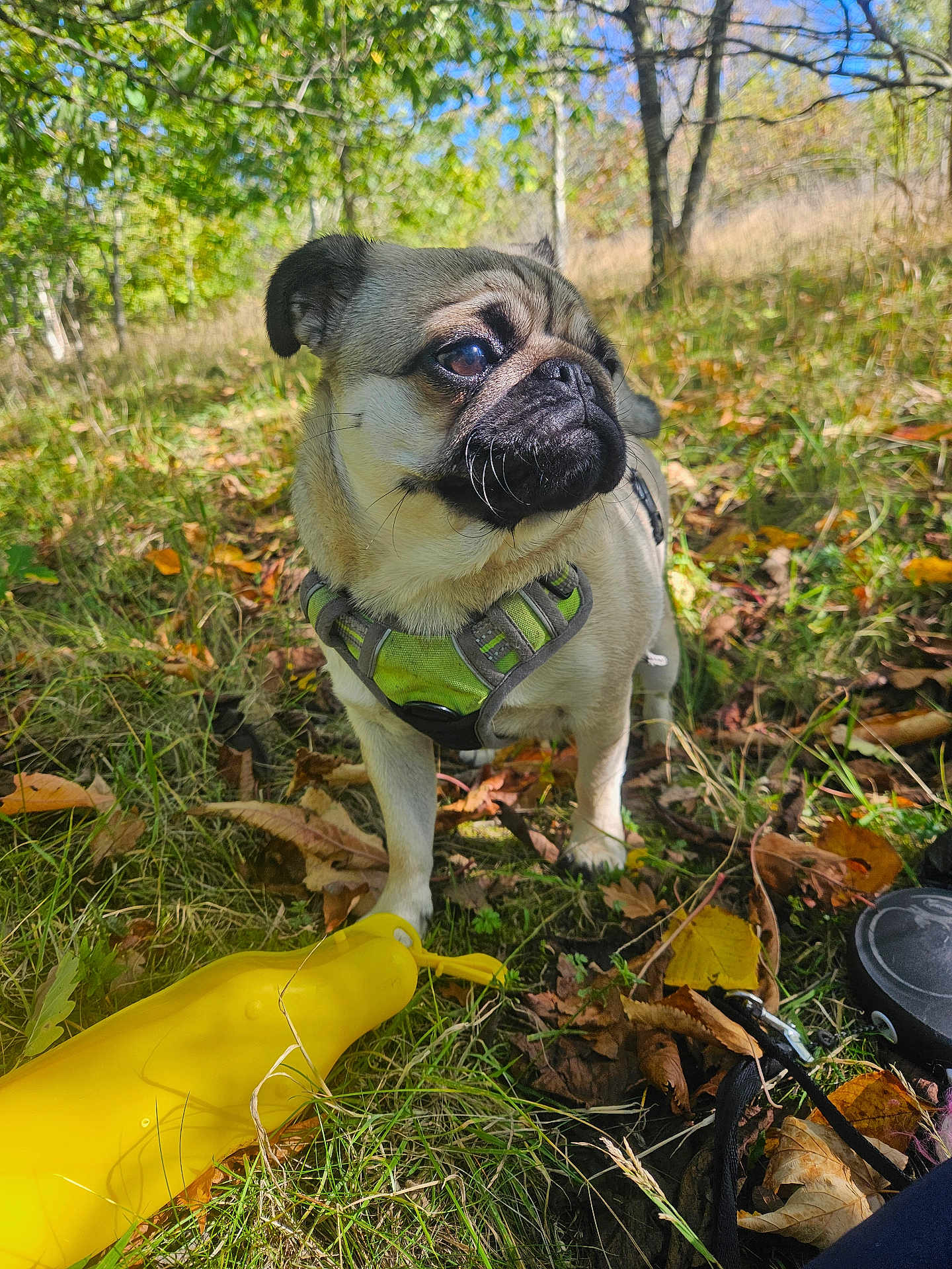 Pippa is registered to the contest to win money with this photo: dog, pug, outdoor, forest, autumn, leaves, grass, toy, harness, pet, animal, nature, sunlight, daytime, canine, mammal, play, walking, closeup, cute