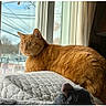 Butters is registered to the contest to win money with this photo: cat, orange_tabby, window, quilt, indoor, plush_toy, pet, animal, feline, looking_outside, daylight, curtains, lamp, cozy, resting, fur, ears, whiskers, domestic_cat, house