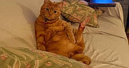 Butters joined the competition — help win amazing prizes! cat, orange_tabby, pet, indoor, couch, pillow, floral_pattern, relaxed, sitting, feline, whiskers, fur, domestic_animal, looking_at_camera, home, cozy, furniture, paw, ear, blue_collar