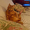 cat, orange_tabby, pet, indoor, couch, pillow, floral_pattern, relaxed, sitting, feline, whiskers, fur, domestic_animal, looking_at_camera, home, cozy, furniture, paw, ear, blue_collar