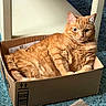 Butters joined the competition — help win amazing prizes! cat, orange_tabby, cardboard_box, indoor, carpet, furniture, pet, animal, relaxed, fur, tabby, box, cute, domestic_cat, orange_fur, resting, cozy, looking_at_camera, home, soft_light