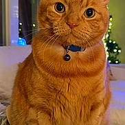 Butters joined the competition — help win amazing prizes! cat, orange_tabby, pet, indoor, cozy, collar, whiskers, feline, cute, closeup, portrait, domestic_cat, sitting, fur, eyes, holiday_lights, background_blur, warm_lighting, home, animal