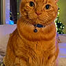 cat, orange_tabby, pet, indoor, cozy, collar, whiskers, feline, cute, closeup, portrait, domestic_cat, sitting, fur, eyes, holiday_lights, background_blur, warm_lighting, home, animal