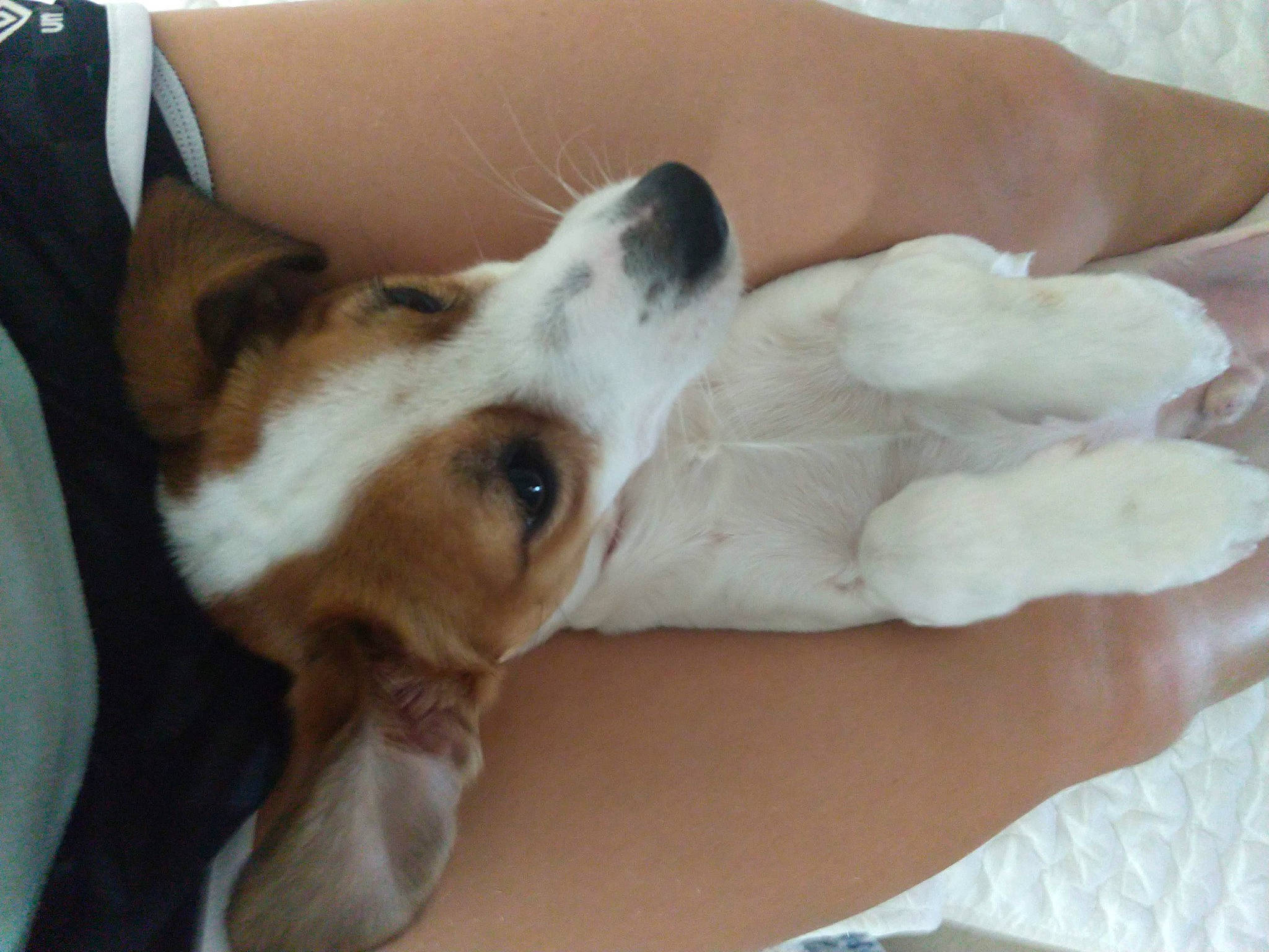 Nacho joined the competition — help win amazing prizes! canidae, carnivore, comfort, companion_dog, dog, dog_breed, ear, fawn, fur, human_leg, nap, paw, puppy, puppy_love, sighthound, snout, sporting_group, tie, whiskers, working_animal