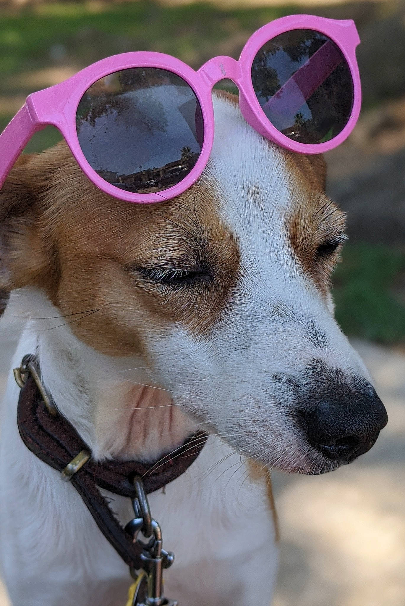 Nacho is registered to the contest to win money with this photo: carnivore, collar, companion_dog, dog, dog_breed, dog_collar, dog_supply, eyewear, fawn, glasses, goggles, personal_protective_equipment, pet_supply, snout, sporting_group, sunglasses, vision_care, whiskers, white, working_animal