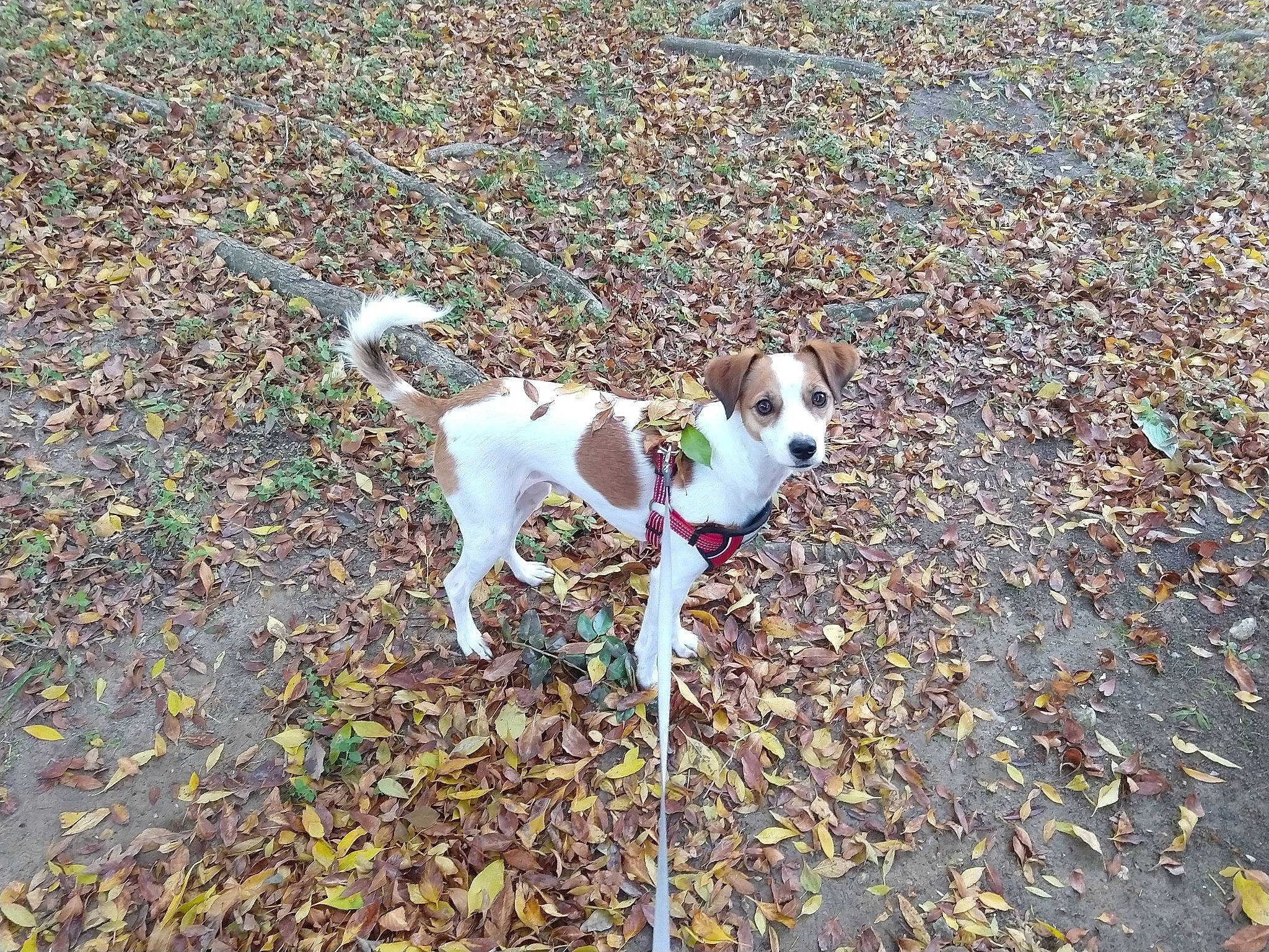 Nacho joined the competition — help win amazing prizes! carnivore, collar, companion_dog, dog, dog_breed, dog_clothes, dog_supply, fawn, grass, leash, non_sporting_group, paw, pet_supply, sidewalk, soil, sporting_group, tail, terrier, toy_dog, working_animal